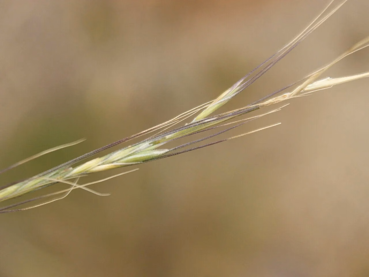Common Wheat Grass (Anthosachne scabra)