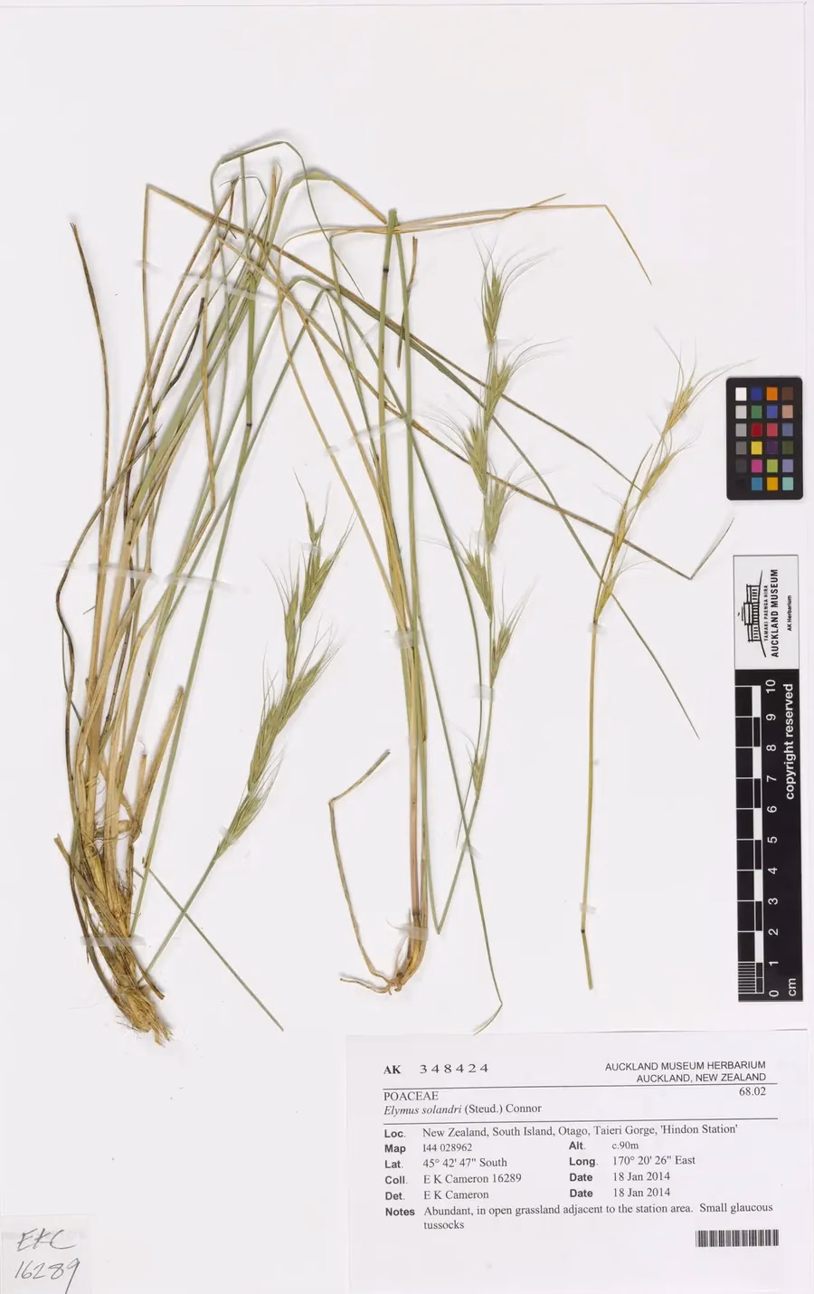 NZ Blue Wheat Grass (Anthosachne solandri)