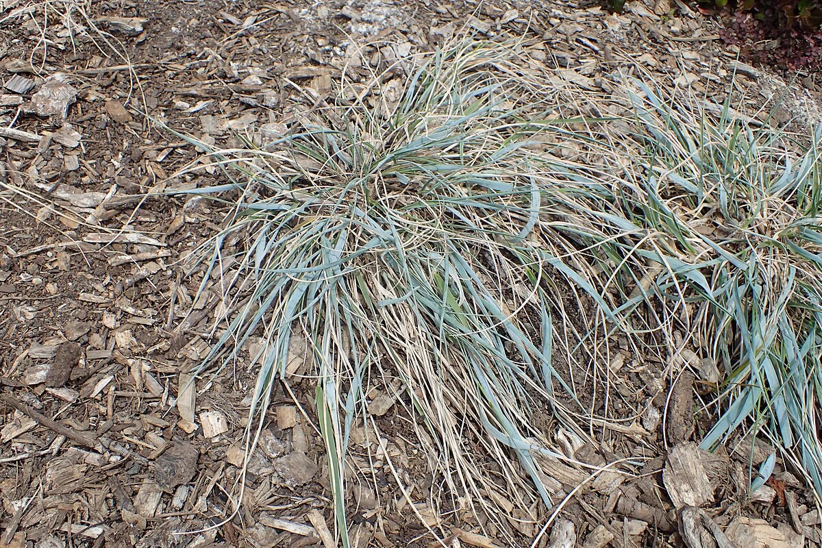 Anthosachne solandri tussock with narrow leaves and wheat-like seed heads