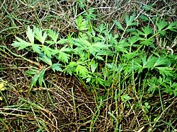 Sea Celery (Apium prostratum) hero image