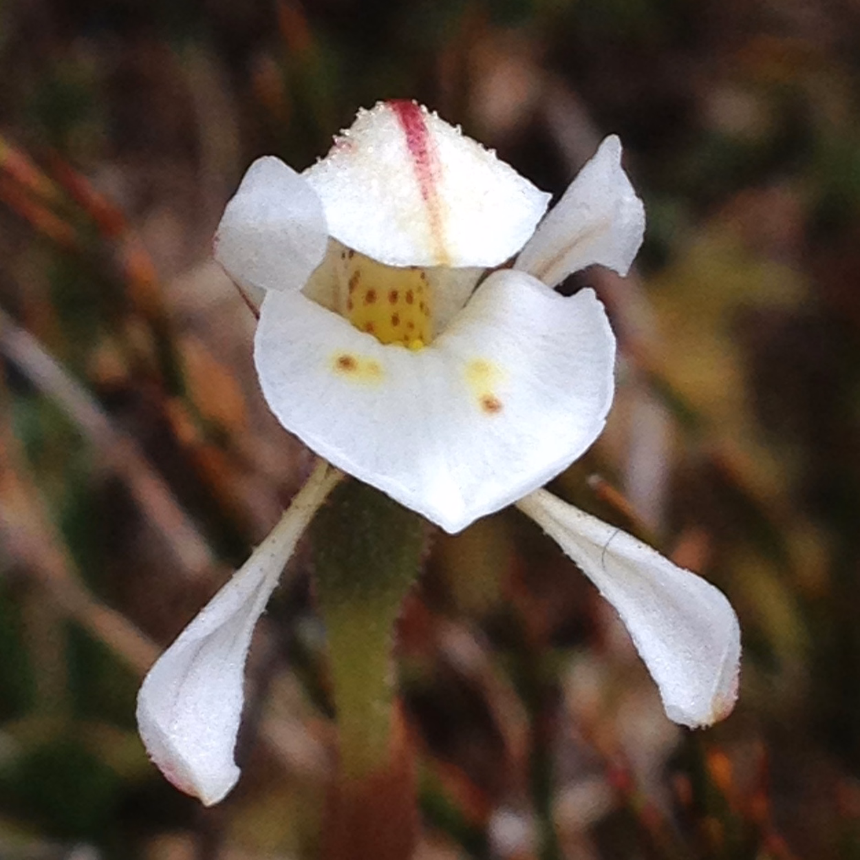 Aporostylis bifolia (Aporostylis bifolia)
