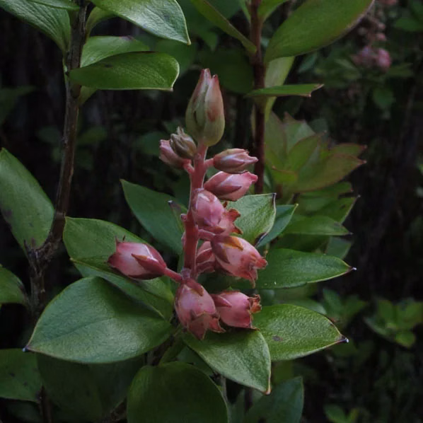 Northern Archeria (Archeria racemosa)