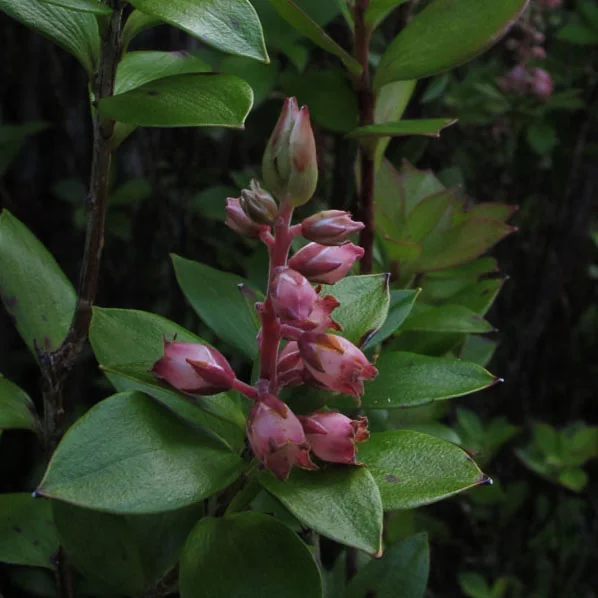 Archeria racemosa hero image