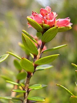 Archeria traversii hero image