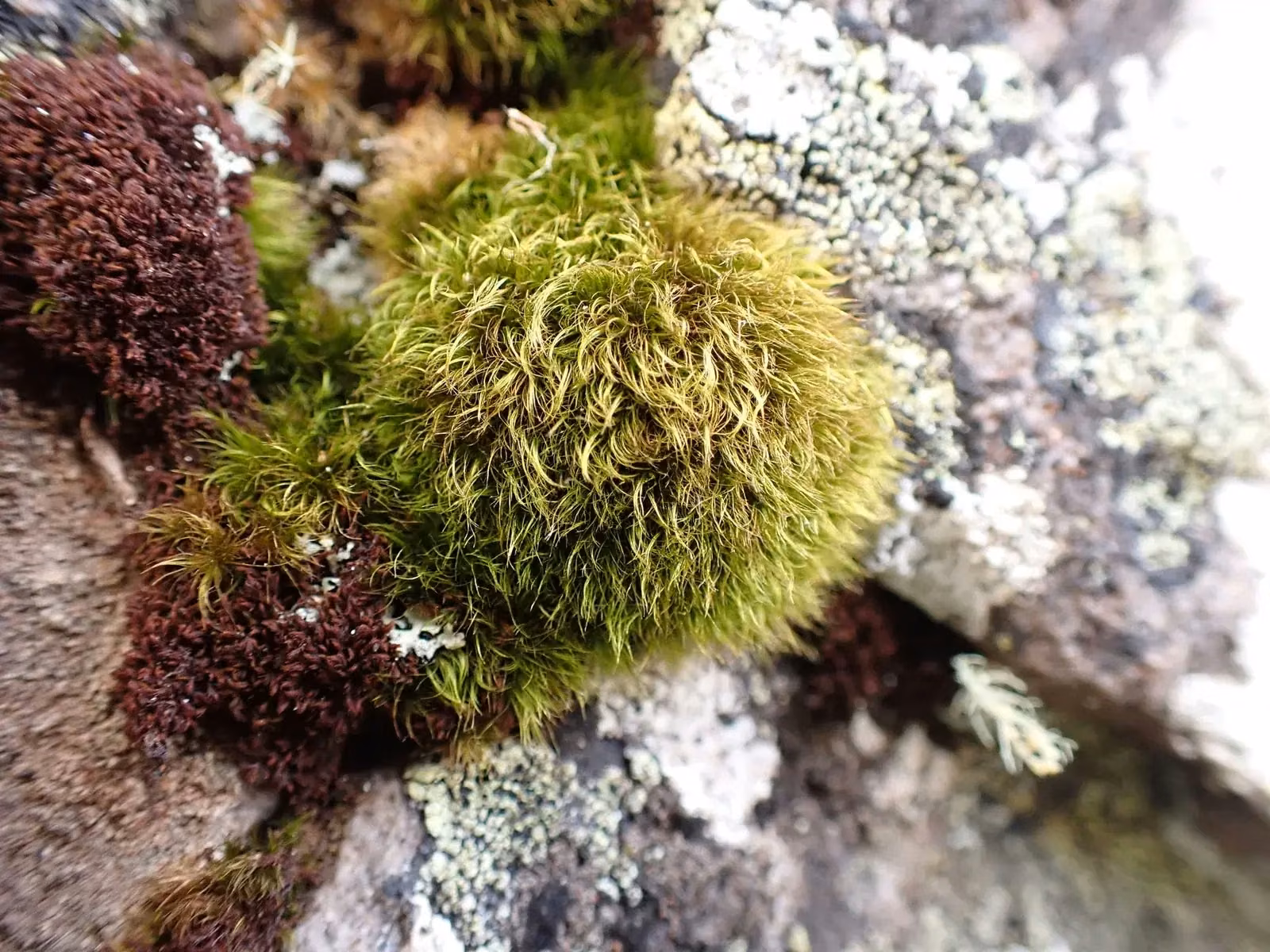 Arctoa Pumila Native Plant (Arctoa pumila)