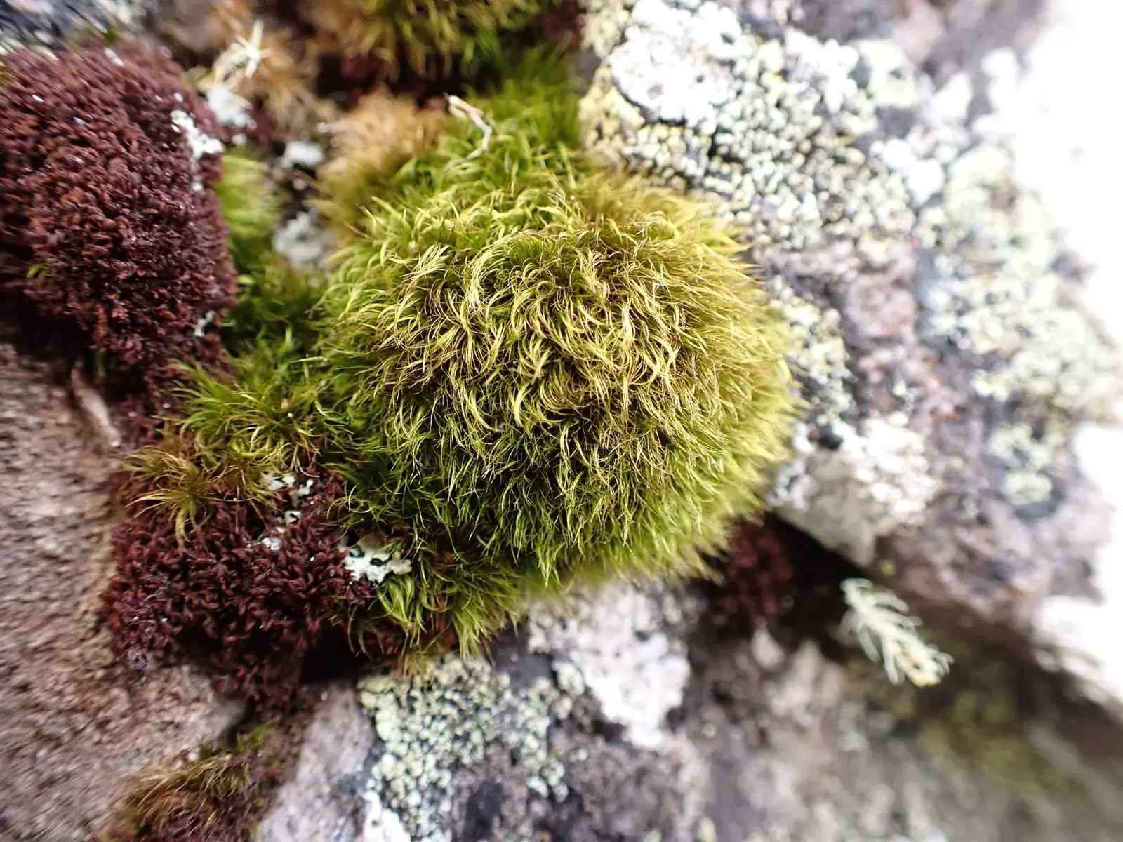 Arctoa Pumila Native Plant (Arctoa pumila)