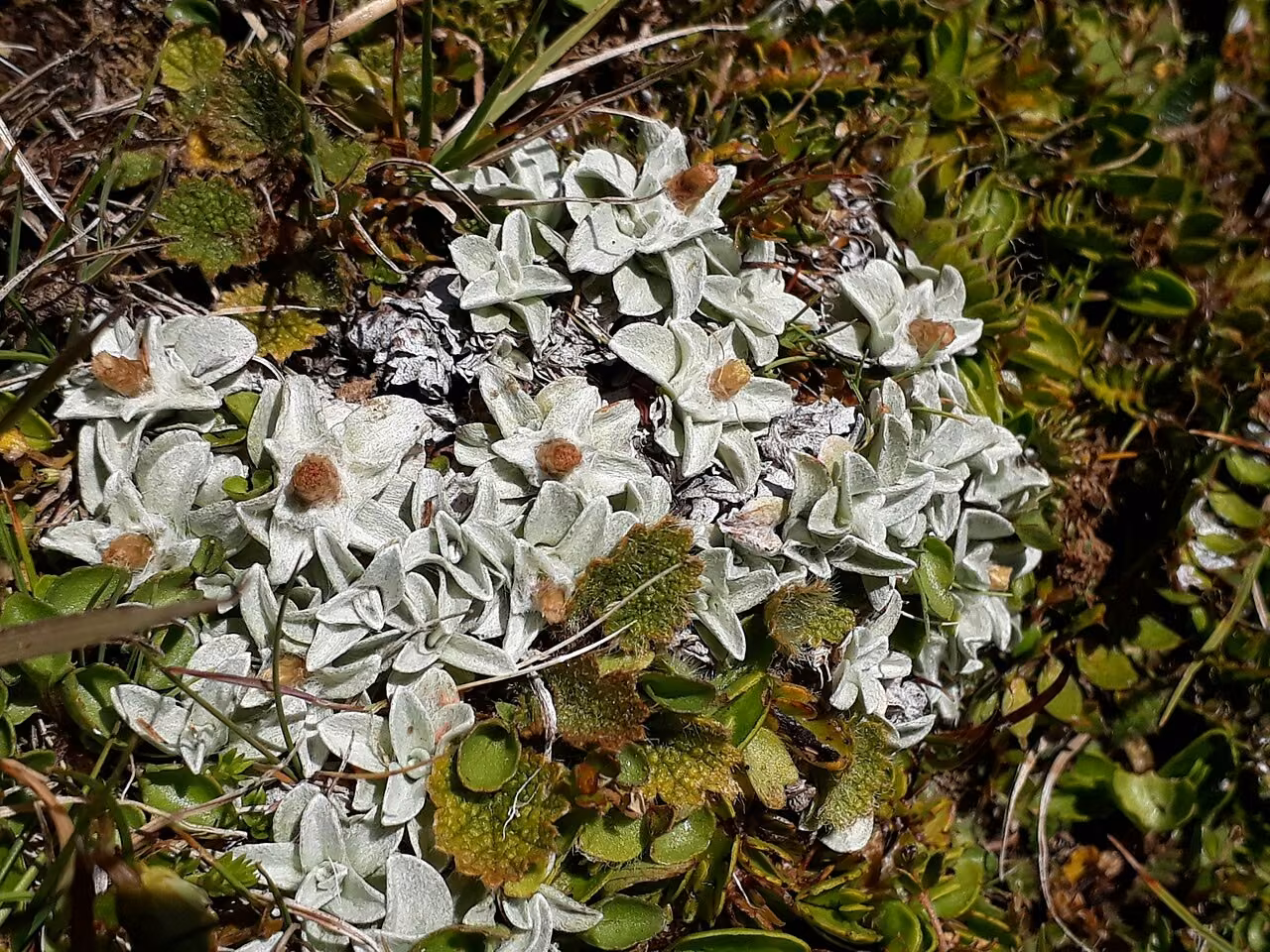 Argyrotegium mackayi (Argyrotegium mackayi)