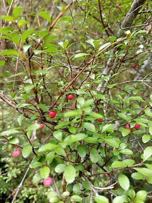 Mountain Wineberry (Aristotelia fruticosa) hero image