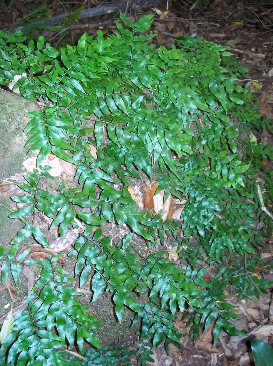 Jointed Fern (Arthropteris tenella)