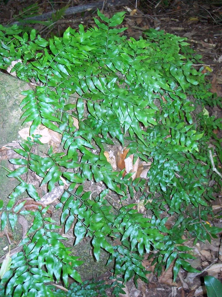 Jointed Fern (Arthropteris tenella) hero image