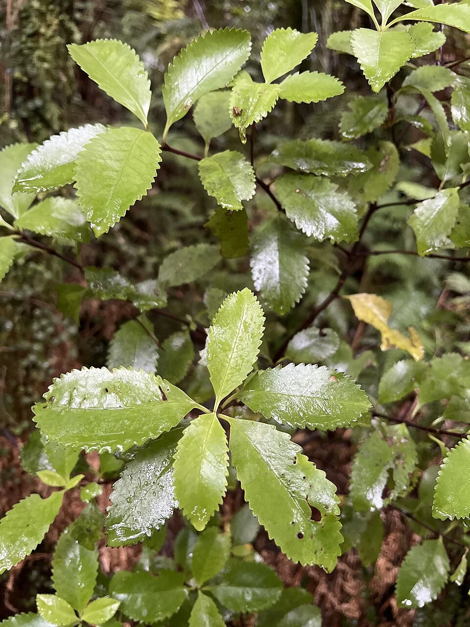 Ascarina lucida (Hutu) with glossy leaves in a sheltered forest setting