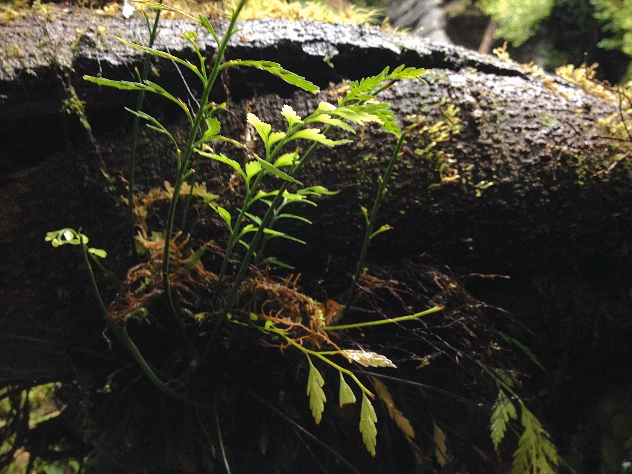 Ground Spleenwort (Asplenium appendiculatum)
