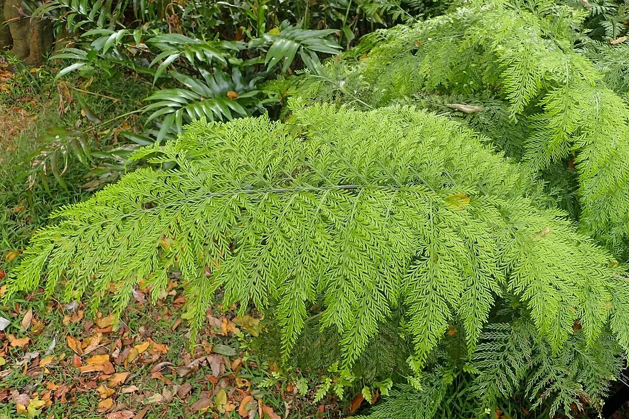 Hen and Chickens Fern (Asplenium bulbiferum)
