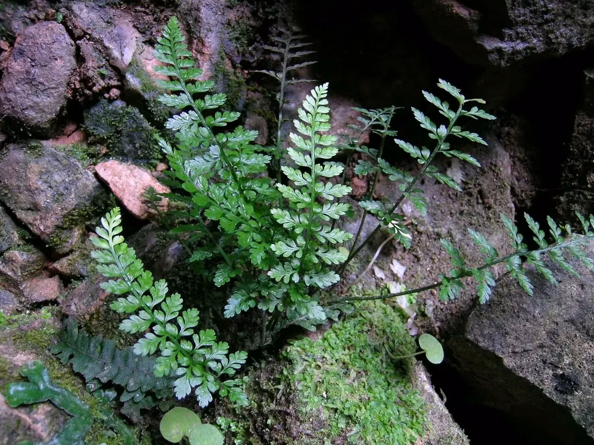 Cave Spleenwort (Asplenium cimmeriorum)