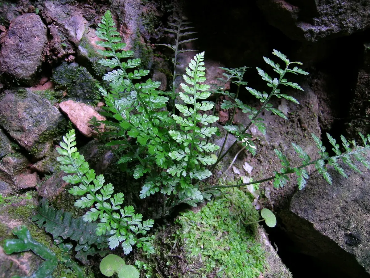 Cave Spleenwort (Asplenium cimmeriorum)