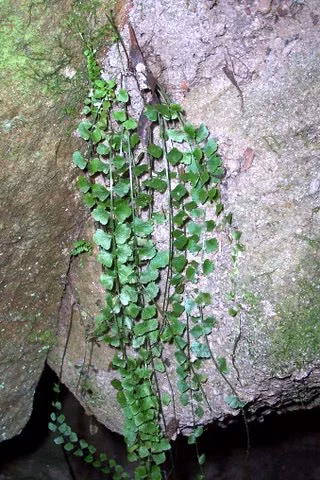 Necklace Fern (Asplenium flabellifolium)