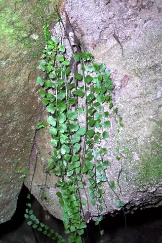 Butterfly Spleenwort (Asplenium flabellifolium)