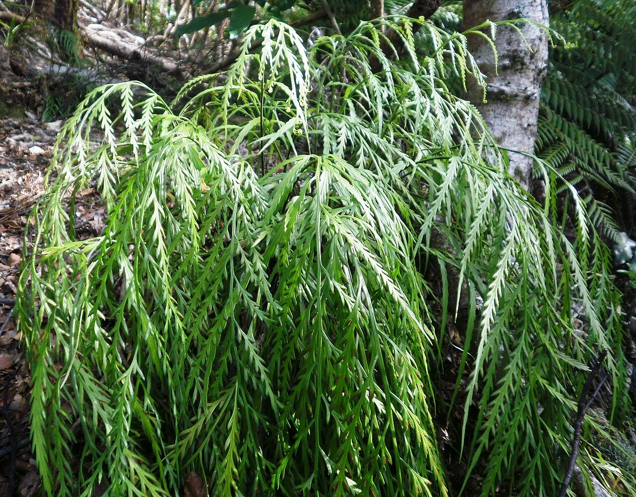 Hanging Spleenwort (Asplenium flaccidum)