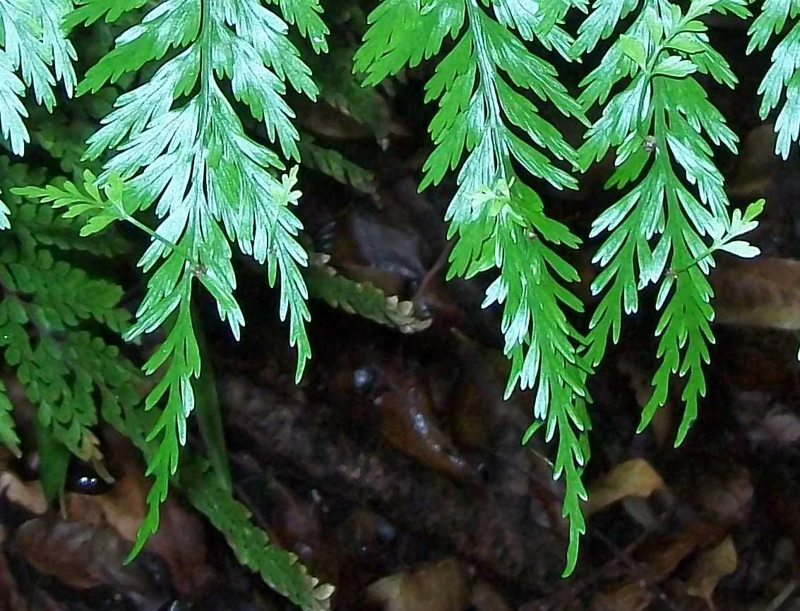 Hen and Chicken Fern (Asplenium gracillimum) hero image
