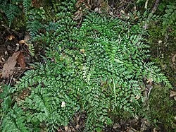Hooker's Spleenwort (Asplenium hookerianum)