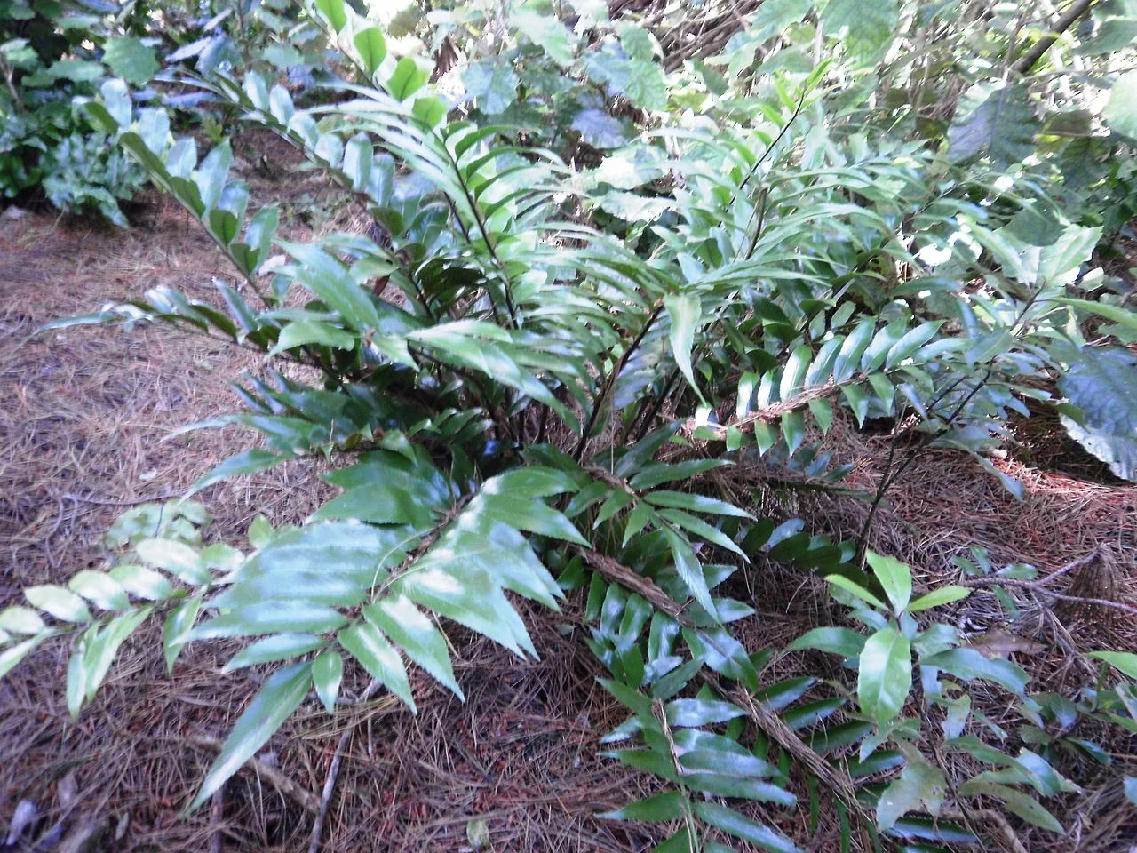 Shining Spleenwort (Asplenium oblongifolium) with glossy, leathery fronds