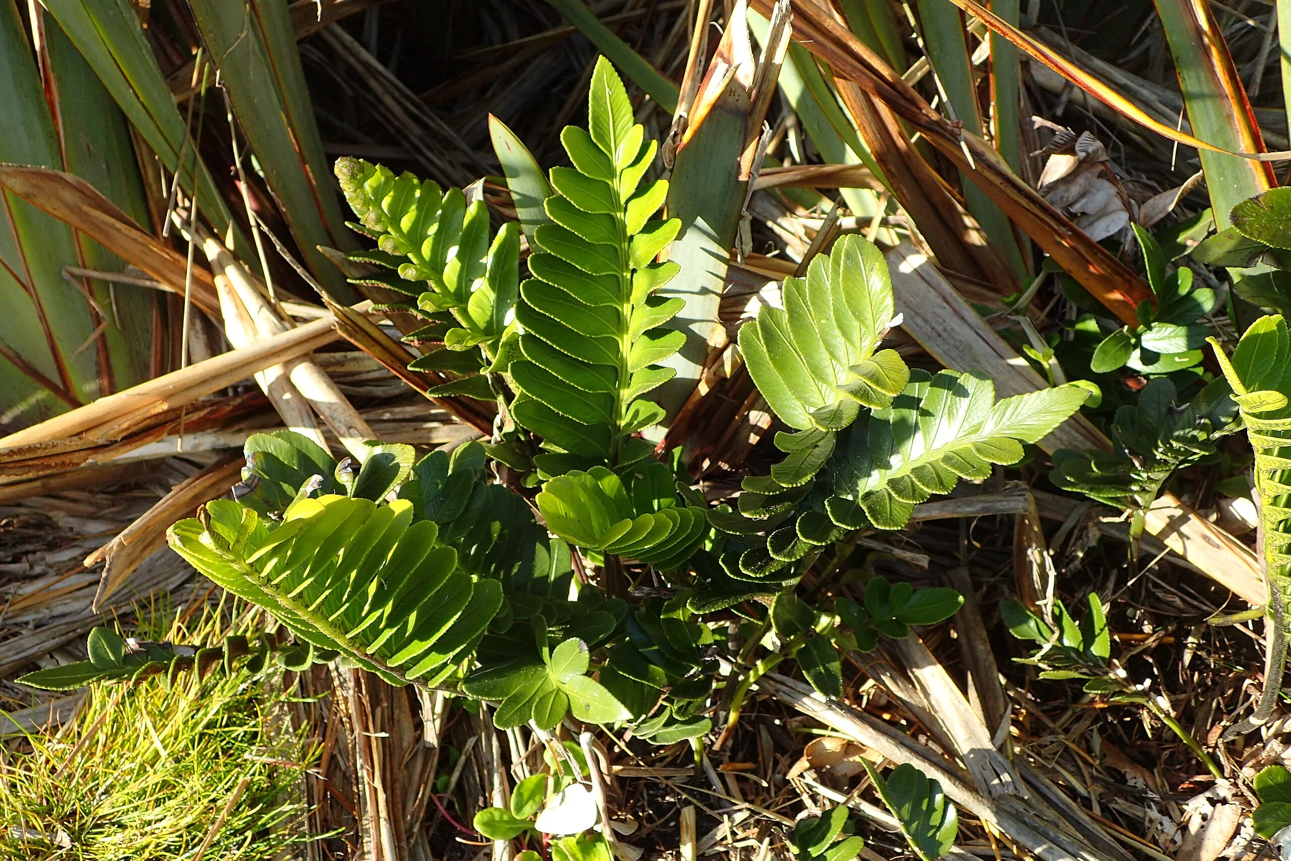 Shore Spleenwort (Asplenium obtusatum) showing its thick, fleshy green fronds growing on a coastal rock