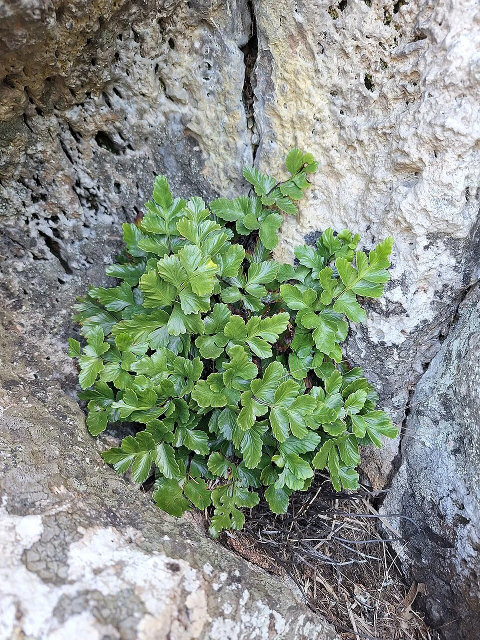 Poor Knights Spleenwort (Asplenium pauperequitum)