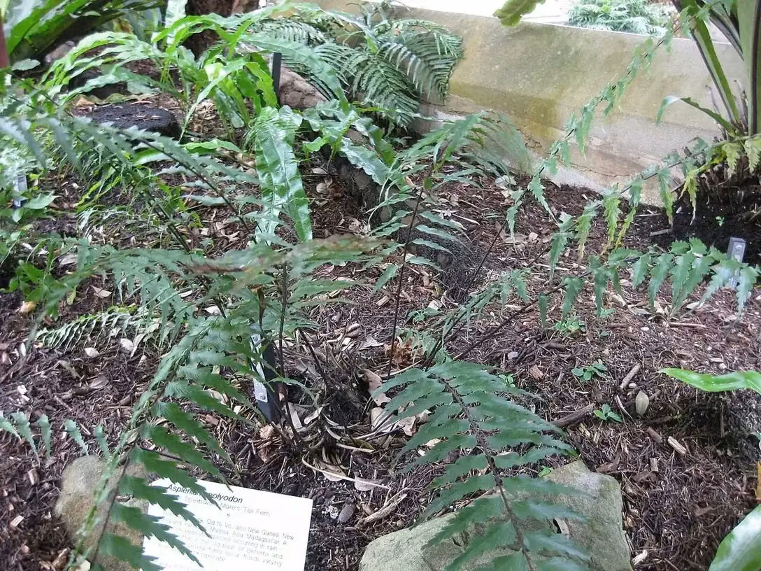 Sickle Spleenwort (Asplenium polyodon)