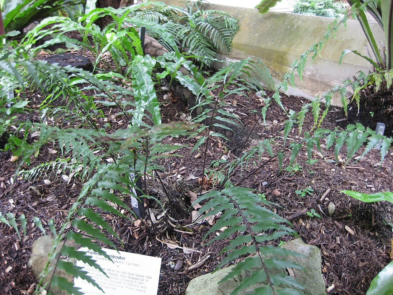 Sickle Spleenwort (Asplenium polyodon) with its characteristic arching fronds