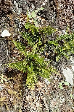 Richard's Spleenwort (Asplenium richardii)