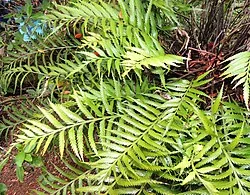 Southern Shore Spleenwort (Asplenium scleroprium) hero image