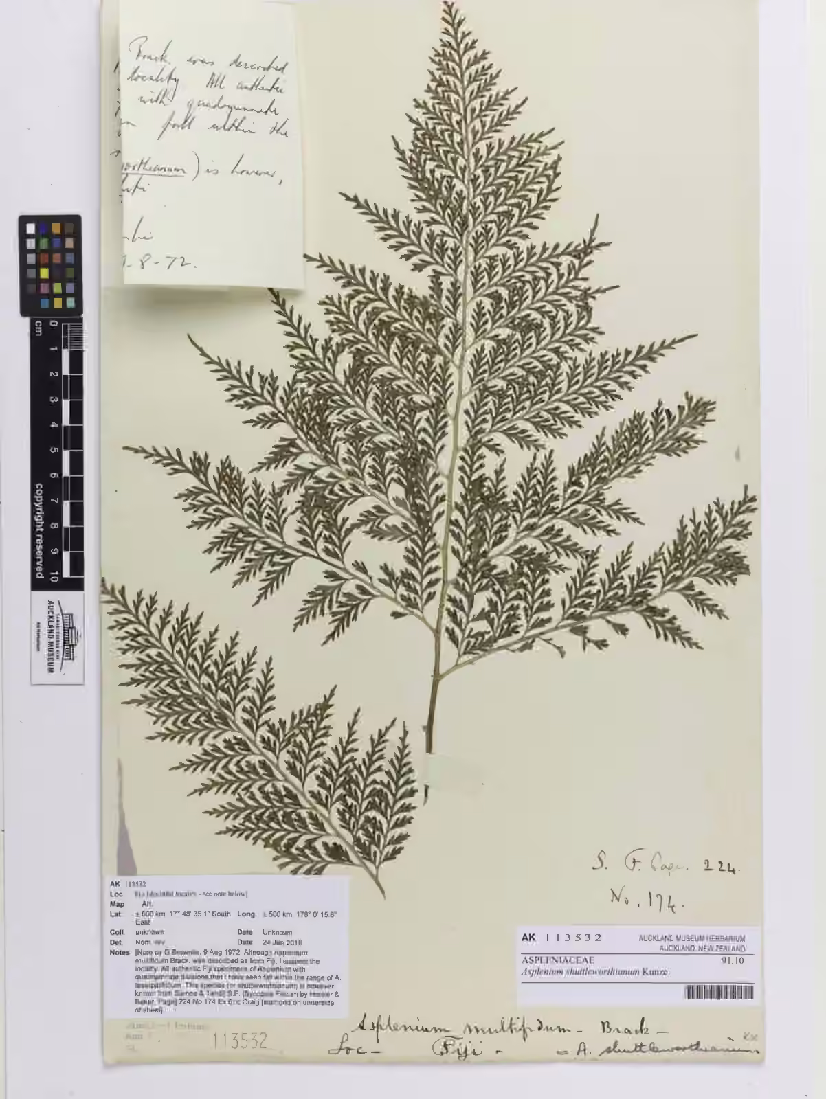 Asplenium shuttleworthianum (Asplenium shuttleworthianum)