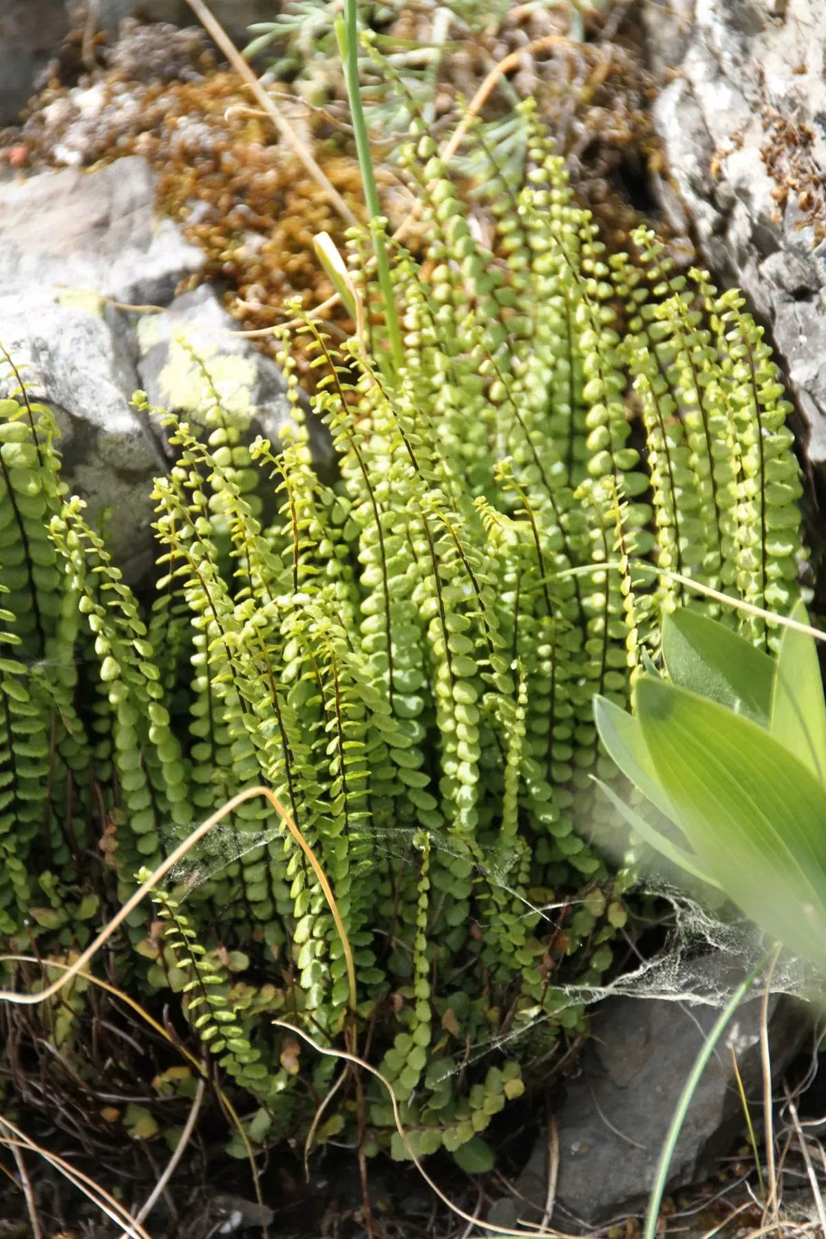Spleenwort (Asplenium trichomanes) showing narrow pinnate fronds with dark polished rachises in a rock crevice