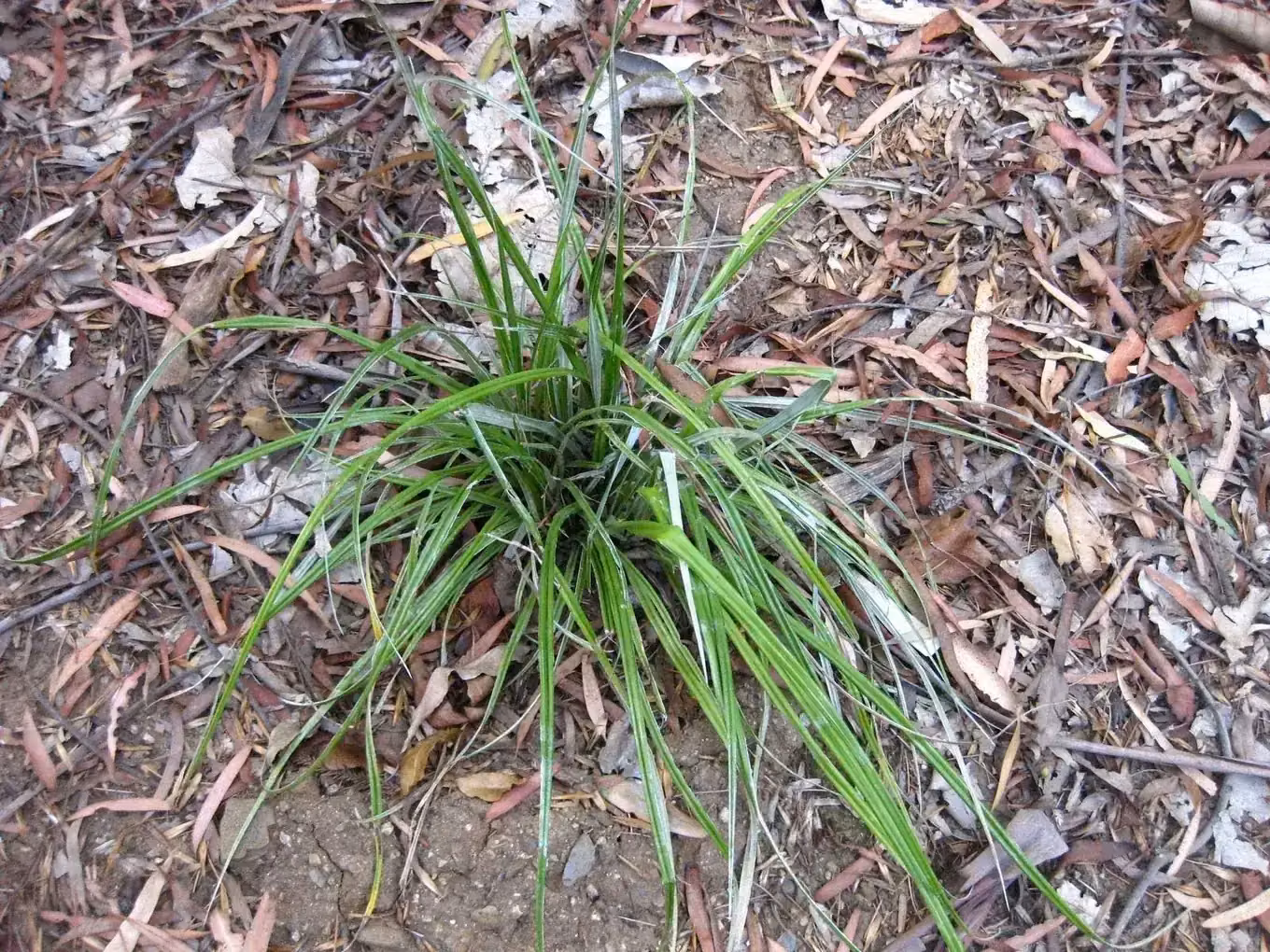 Wharawhara (Astelia banksii)