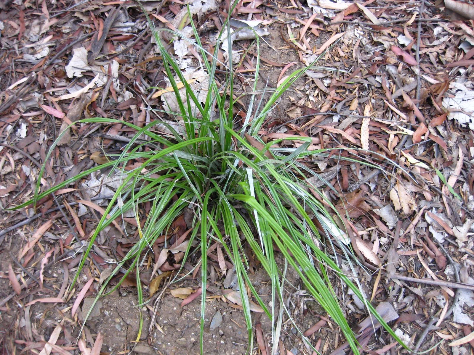 Astelia banksii