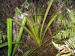 Swamp Astelia (Astelia grandis)