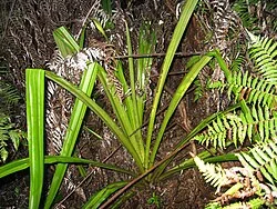 Swamp Astelia (Astelia grandis) hero image
