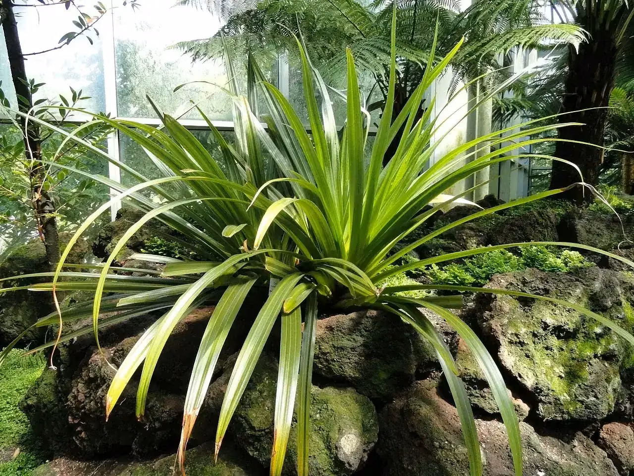 Kahakaha (Astelia hastata)