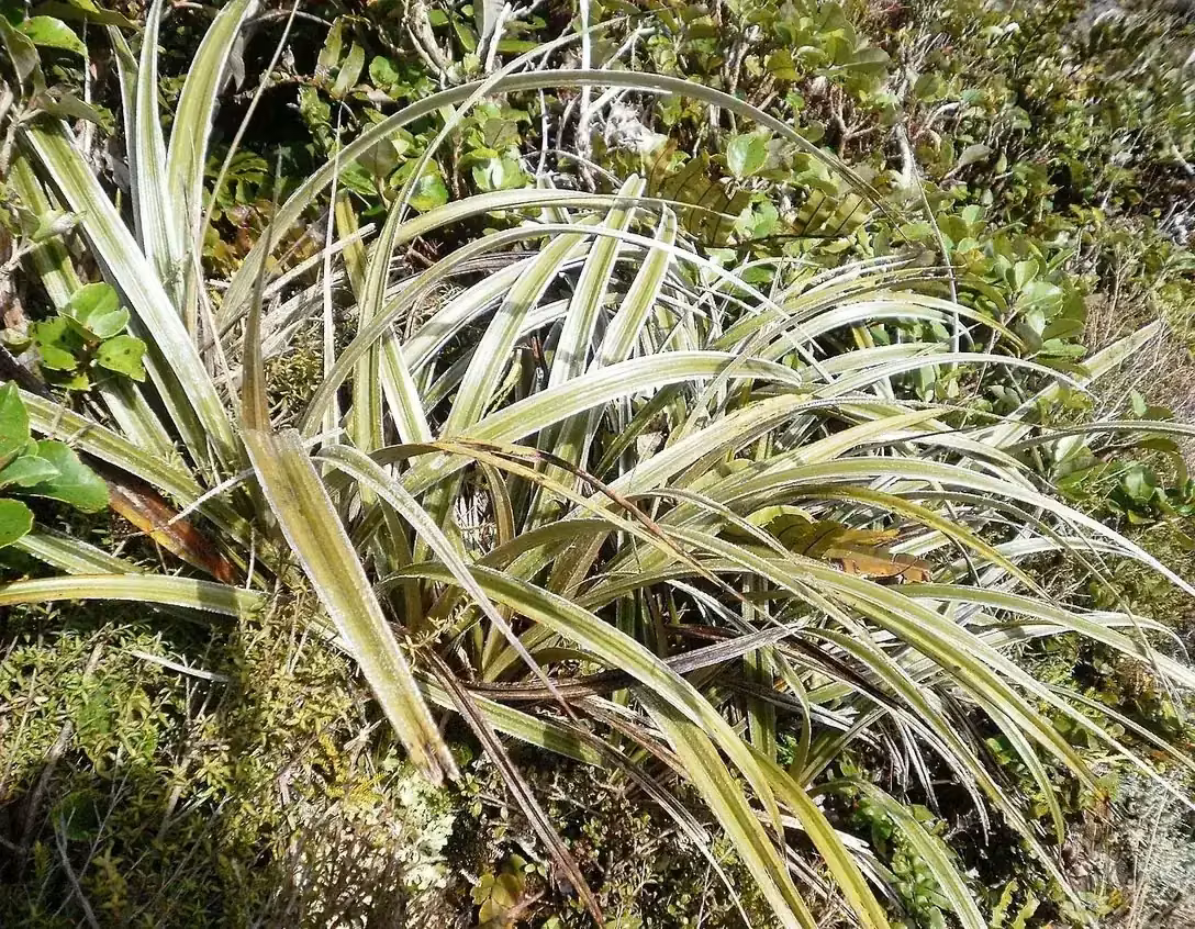 Mountain Astelia (Astelia nervosa)