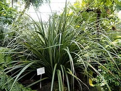 Perching Lily (Astelia solandri)