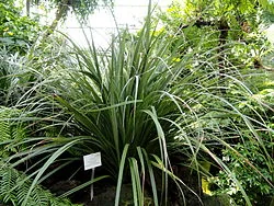 Perching Lily hero image