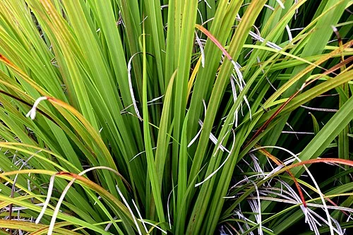Astelia trinervia with bold, strap-like leaves showing prominent veins