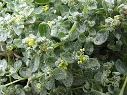 Buchanan's Orache (Atriplex buchananii)