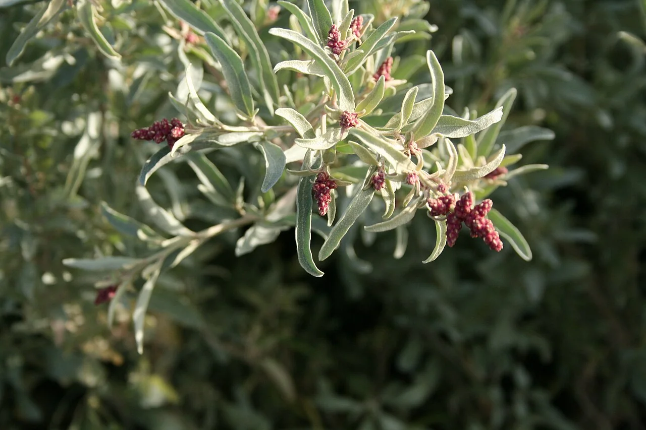 Grey Saltbush (Atriplex cinerea) hero image