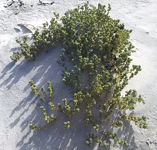 Holloway's Crystalwort (Atriplex hollowayi)