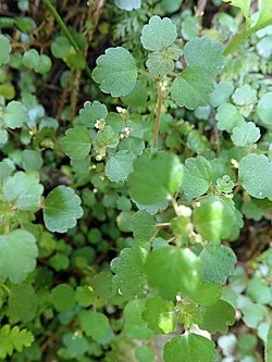 Small Shade Nettle (Australina pusilla)