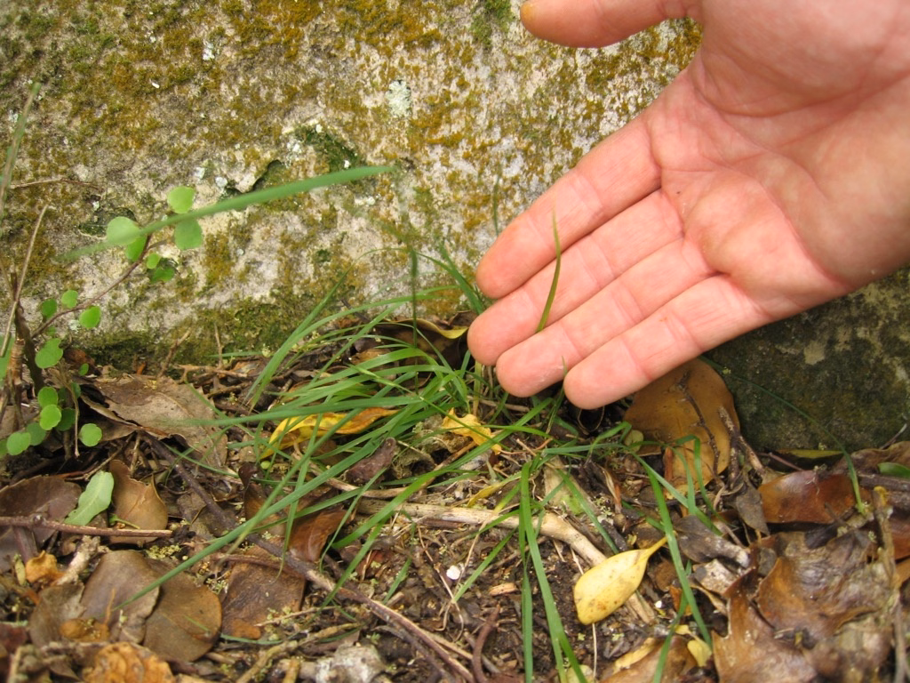 Australopyrum calcis Subsp. calcis (Australopyrum calcis subsp. calcis)