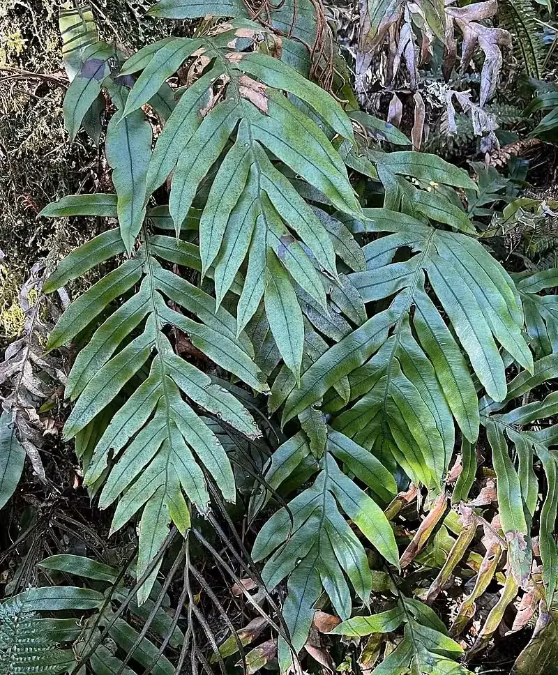 Leatherleaf Fern (Austroblechnum colensoi)