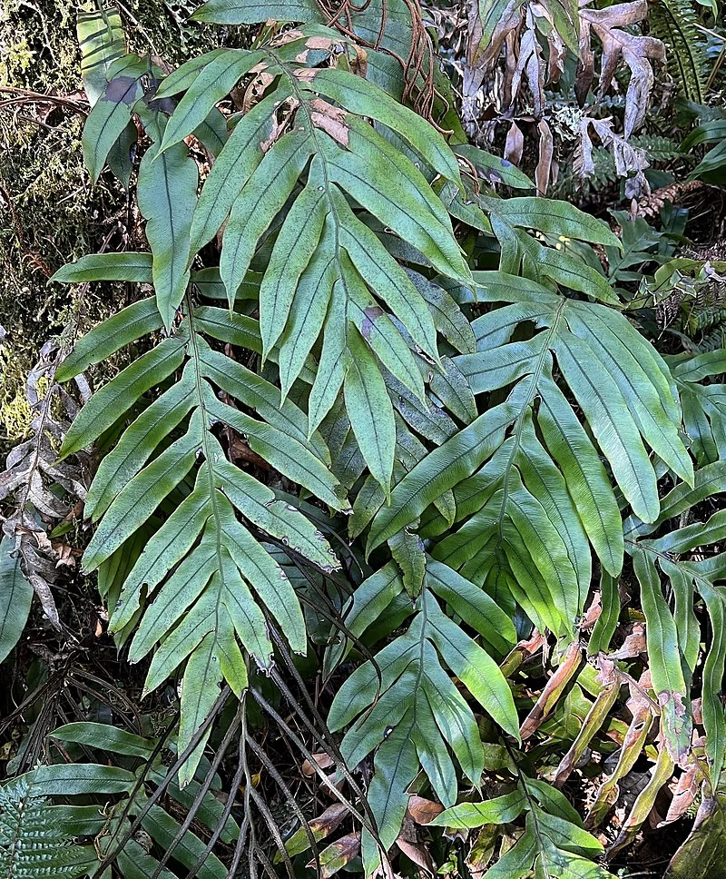 Colenso's Hard Fern (Austroblechnum colensoi) hero image