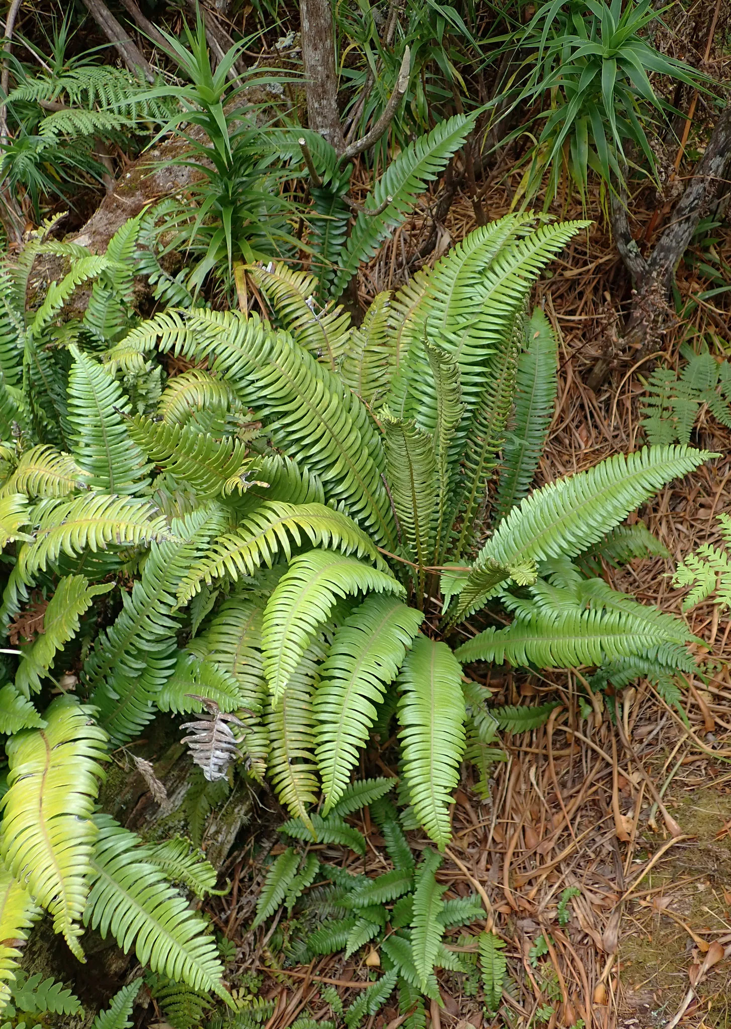 Austroblechnum durum with leathery, pinnate fronds in shaded forest